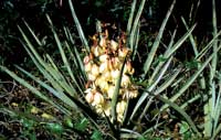 Photo of a Yucca Bloom